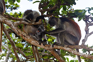 Zanzibar Red Colobus on a tree at Jozani Forest, Zanzibar, Tanzania, Africa