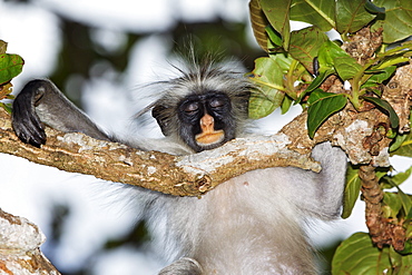 Zanzibar Red Colobus on a tree at Jozani Forest, Zanzibar, Tanzania, Africa