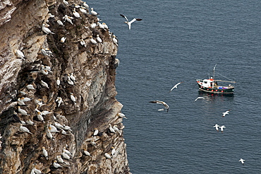 Gannet colony at Troup Head, Aberdeenshire, Scotland