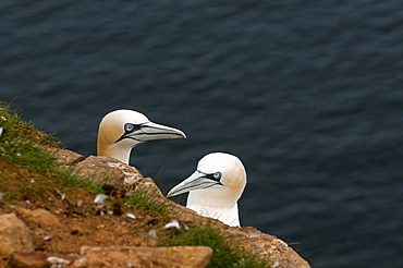 Gannet colony, Troup Head, Aberdeenshire, Schottland