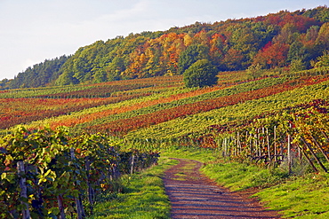 Rotweinwanderweg through vineyards near Altenwegshof, Autumnal tint, Ahr, Eifel, Rhineland-Palatinate, Germany, Europe