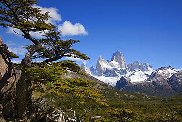 Southern beech, nothofagus, view to Mt. Fitz Roy, Los Glaciares National Park, near El Chalten, Patagonia, Argentina