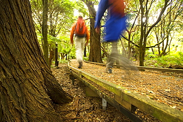 Board walk in the rain forest, Lilly Pilly Gully, Wilsons Promontory National Park, Victoria, Australia