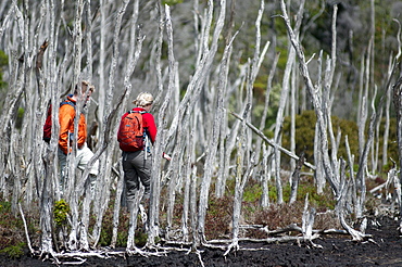 Dead mangrove forest at Millers Landing im Norden des Wilsons Promontory National Parks, Victoria, Australia