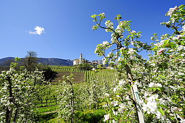 Rows of apple trees in blossom and village with church in background, Eppan, Meran, South Tyrol, Italy, Europe