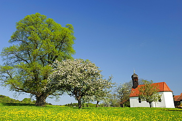 Chapel standing in flowering meadow with fruit trees in blossom, Upper Bavaria, Bavaria, Germany, Europe