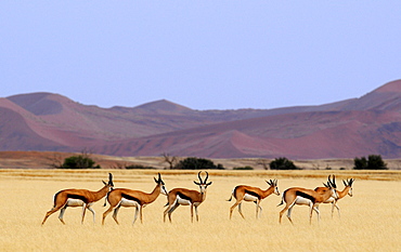 View of springboks, Sossusvlei, Namibia, Africa