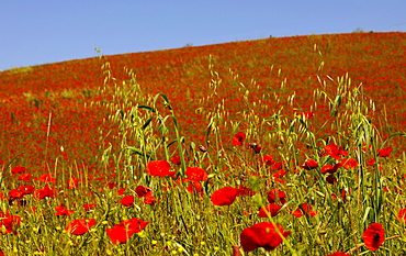 Poppies on a field in the sunlight, Tuscany, Italy, Europe