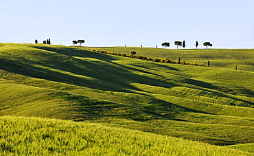 Green fields in the sunlight, Crete, Tuscany, Italy, Europe