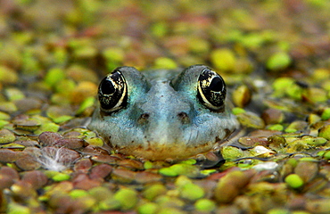 Frog, Usedom, Mecklenburg-Western Pomerania, Germany, Europe