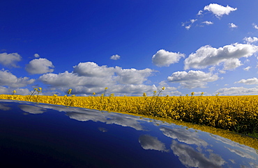 Canola field under white clouds, Usedom, Mecklenburg-Western Pomerania, Germany, Europe