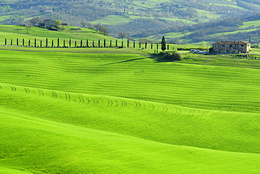 Farmhouse with alley of cypresses on a hilly meadow, Val dÂ¥Orcia, UNESCO World Heritage Site Val dÂ¥Orcia, Tuscany, Italy