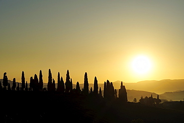 Cypresses in sunset, Val dÂ¥Orcia, UNESCO World Heritage Site Val dÂ¥Orcia, Tuscany, Italy