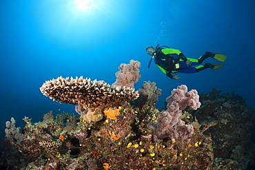 Scuba Diver over Coral Reef, Wakaya, Lomaiviti, Fiji