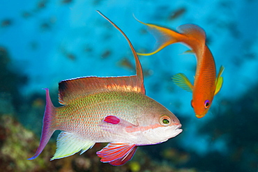 Lyretail Anthias, Pseudanthias squamipinnis, Namena Marine Reserve, Fiji