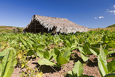 Tabacco Plantation in the Outback, Punta Rucia, Dominican Republic