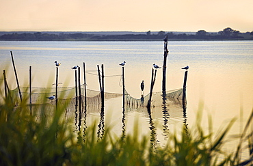 Achterwasser near Krummin, Usedom, Mecklenburg-Western Pomerania, Germany