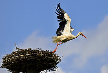 Stork at nest, Usedom, Mecklenburg-Western Pomerania, Germany