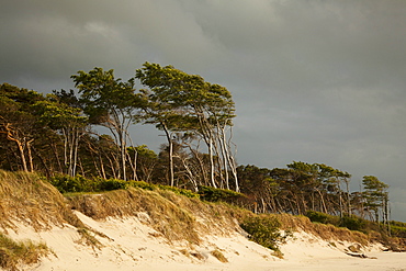 Thunderclouds over Darss west beach, Fischland-Darss-Zingst, Baltic Sea, Mecklenburg-West Pomerania, Germany