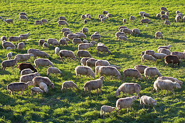 Grazing Sheep on Spring Meadow, Near Manacor, Mallorca, Balearic Islands, Spain