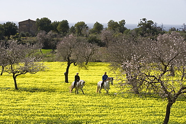 Couple Riding on Horses Through Wildflower Meadow, Near Randa, Mallorca, Balearic Islands, Spain