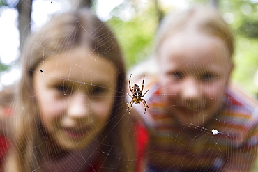 9 year old girls looking at a garden spider in the web, Upper Bavaria, Germany, Europe