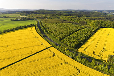 Aerial view of flowering canola field, Eifel, Rhineland Palatinate, Germany, Europe