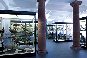 Senckenberg Museum, Anseriformes, Bird Hall with the classic didactic exhibition with the diversity of birds, Frankfurt am Main, Hesse, Germany, Europe