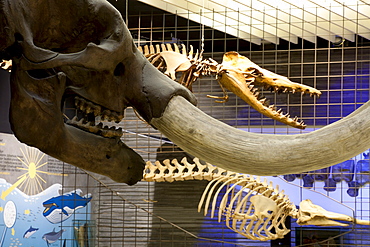 Senckenberg-Museum, view of the hall with whales and elephants, Frankfurt am Main, Hesse, Germany, Europe