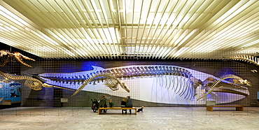 Senckenberg-Museum, view of the hall with whales and elephants, Frankfurt am Main, Hesse, Germany, Europe