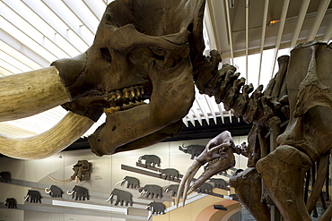 Senckenberg-Museum, view of the hall with whales and elephants, Frankfurt am Main, Hesse, Germany, Europe