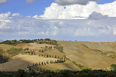 Alley of cypresses under clouded sky, Tuscany, Italy, Europe