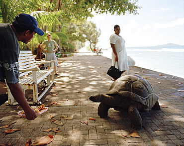 Owner luring 28 year old turtle on the promenade at Anse Banane, eastern La Digue, La Digue and Inner Islands, Republic of Seychelles, Indian Ocean