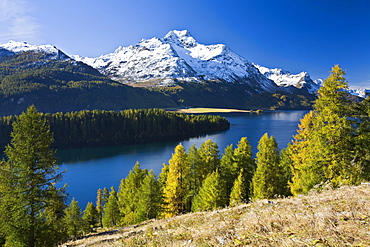 Lake Sils and snow covered mountains in the sunlight, Piz da la Margna, Upper Engadin Grisons, Switzerland, Europe