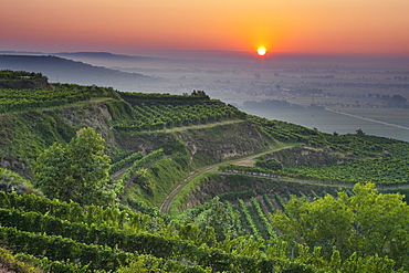 Vineyard at Krems valley at sunrise, Krems, Lower Austria, Austria, Europe