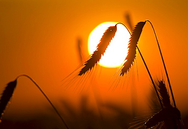 Silhouette of an ear of corn in front of a setting sun, Lower Austria, Austria