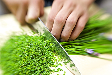 A person cutting chives, Alto Adige, South Tyrol, Italy, Europe