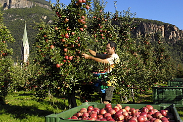 Apple harvest, one person picking apples, Terlan, Etsch valley, Alto Adige, South Tyrol, Italy, Europe