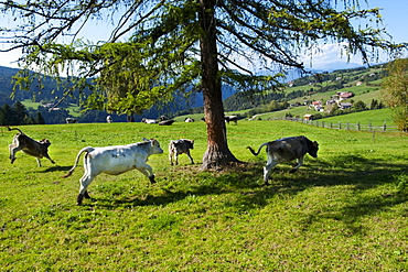 Young cattle grazing in the pasture, Alto Adige, South Tyrol, Italy