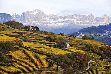 Farms in the wine region, Rosengarten in the background Alto Adige, South Tyrol, Italy