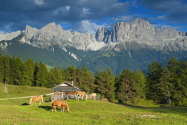 Haflinger horses in the pasture, Alto Adige, South Tyrol, Italy