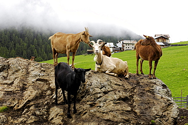 Heard of goats on the rocks, Langtauferer valley, Alto Adige, South Tyrol, Italy