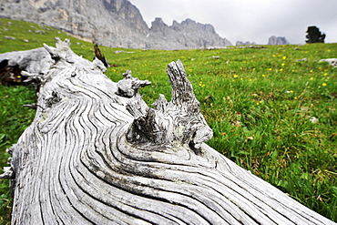 Trunk laying a the alm valley, Eggen Valley, Rosengarten, Dolomites, Alto Adige, South Tyrol, Italy