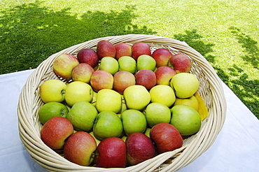 Fresh apples in the basket, Alto Adige, South Tyrol, Italy