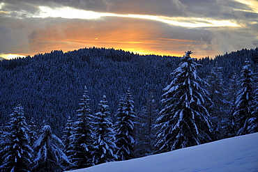 Winter scenery at sunset, Welschnofen, South Tyrol, Alto Adige, Italy, Europe