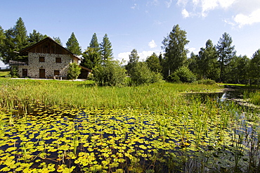 Pond with leaves of water lilies at nature park Trudner Horn, South Tyrol, Alto Adige, Italy, Europe