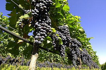 Blue grapes in the sunlight, South Tyrol, Alto Adige, Italy, Europe