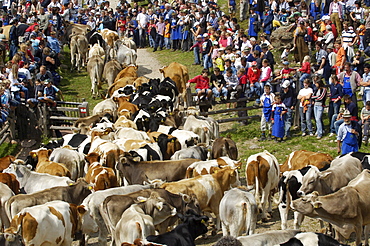 Cattle herd coming down from mountain pastures, Ritten, Rittner Horn, South Tyrol, Alto Adige, Italy, Europe