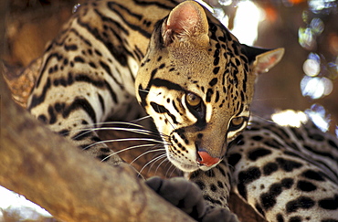 Ocelot on a branch, Costa Rica, Caribbean, Central America