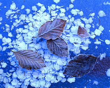 Beech leaves and ice crystals on frozen ice, Autumnal leaves, Winter, Nature